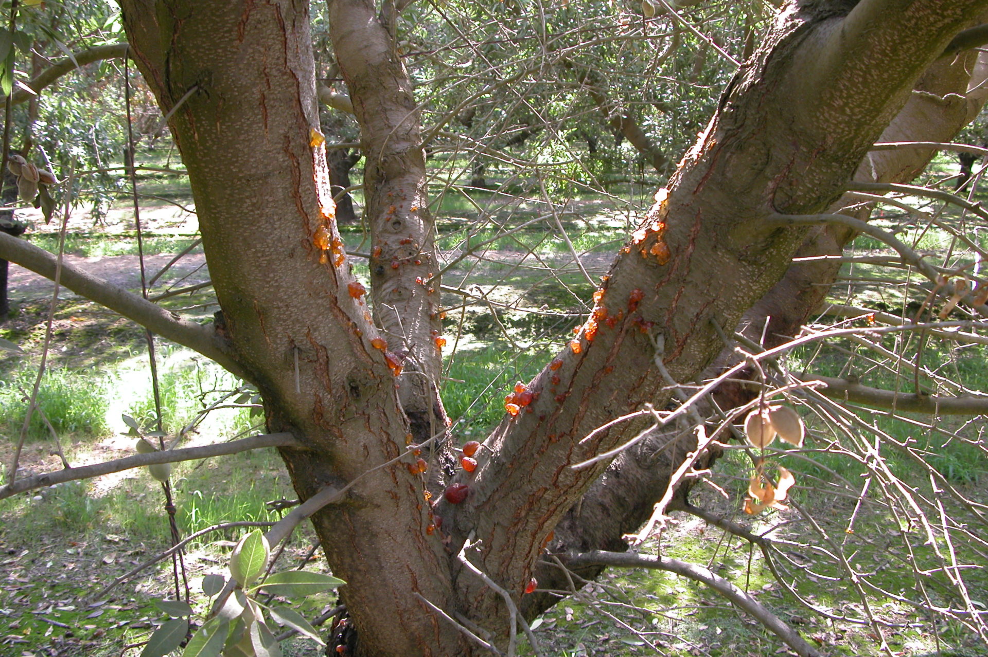 Figure 2. Declining almond tree infected with aerial Phytophthora