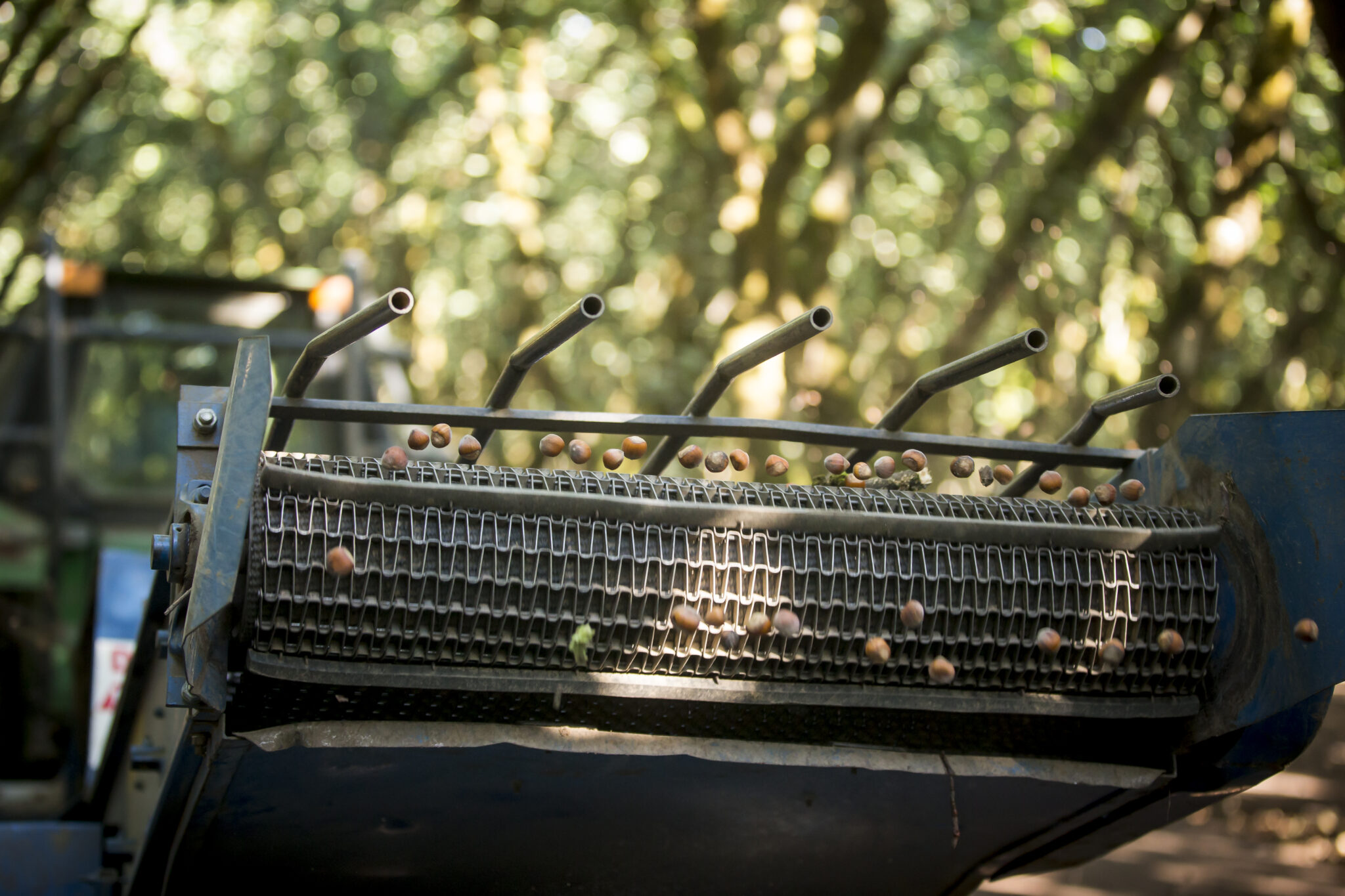 With a bumper harvest, hazelnut growers should pay extra attention to