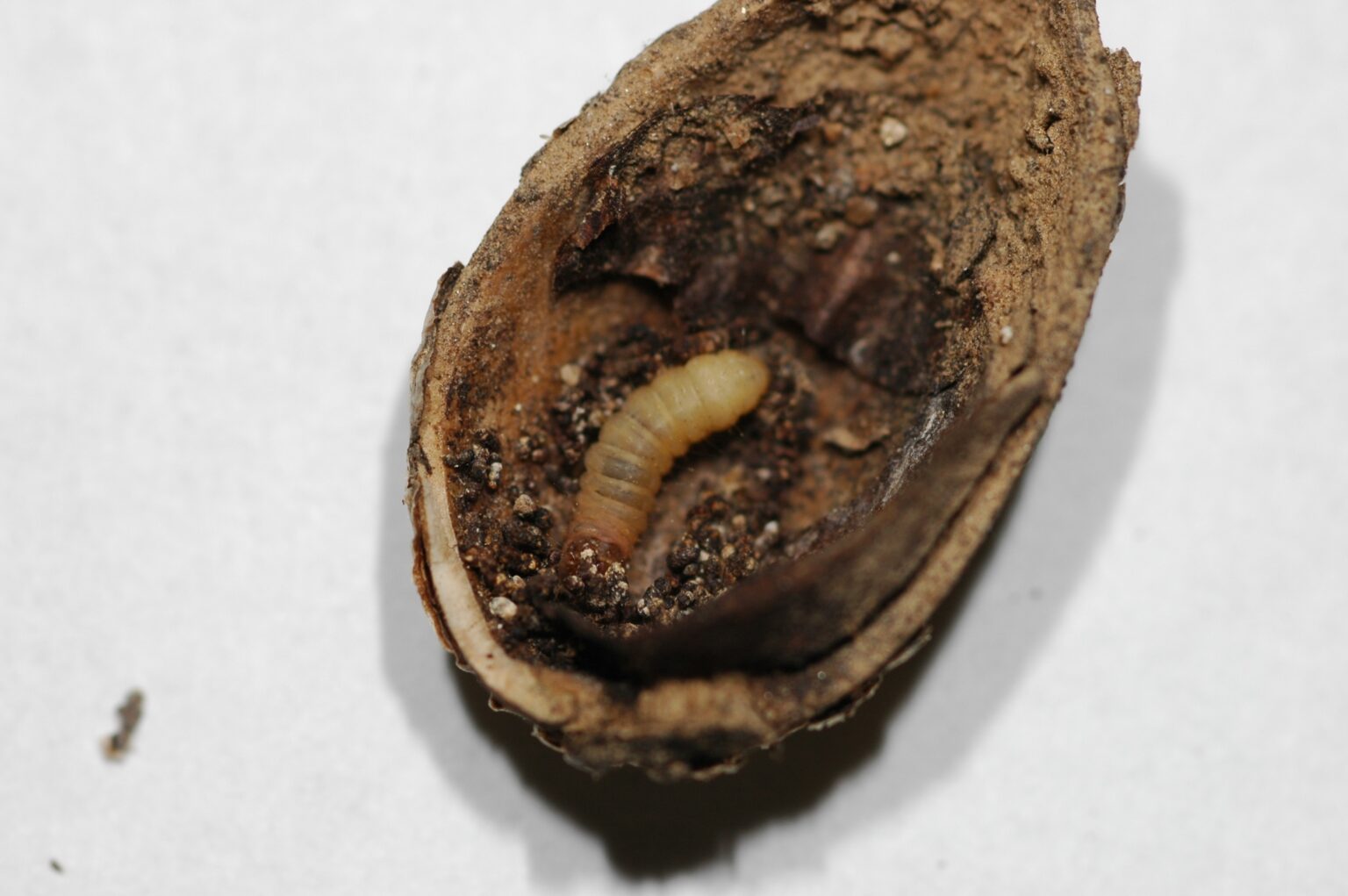 Pistachio mummies are an ideal food source for the navel orangeworm