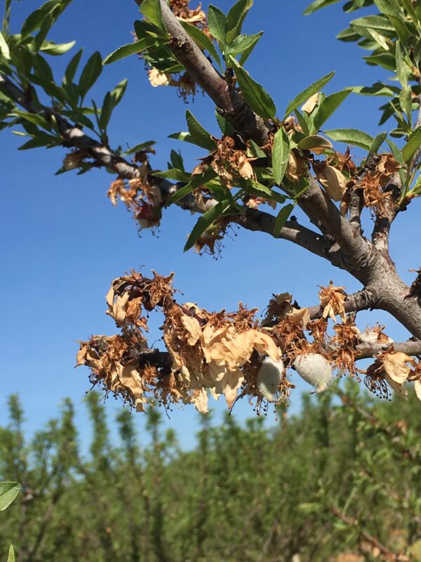 Disease Conditions and Effects