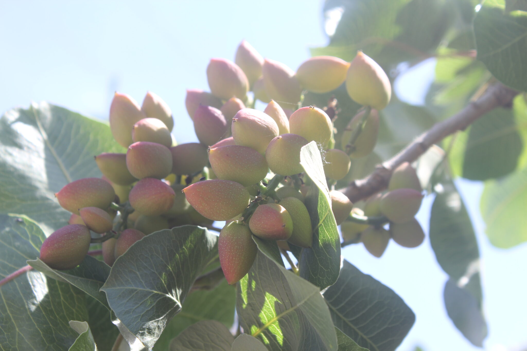 Fruit development in pistachios is driven by temperature, but so is