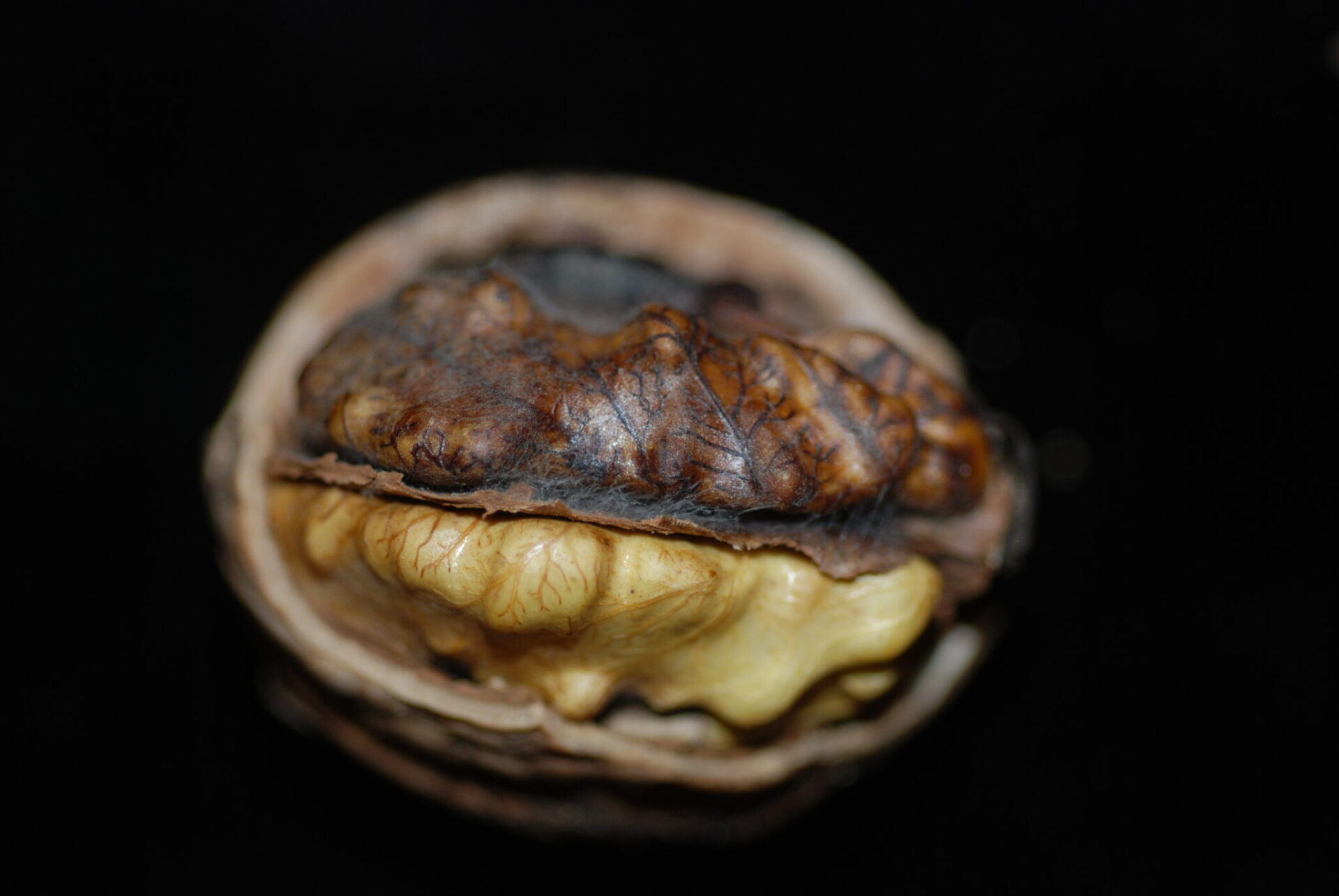 Half of this walnut kernel shows sunburn and mold.