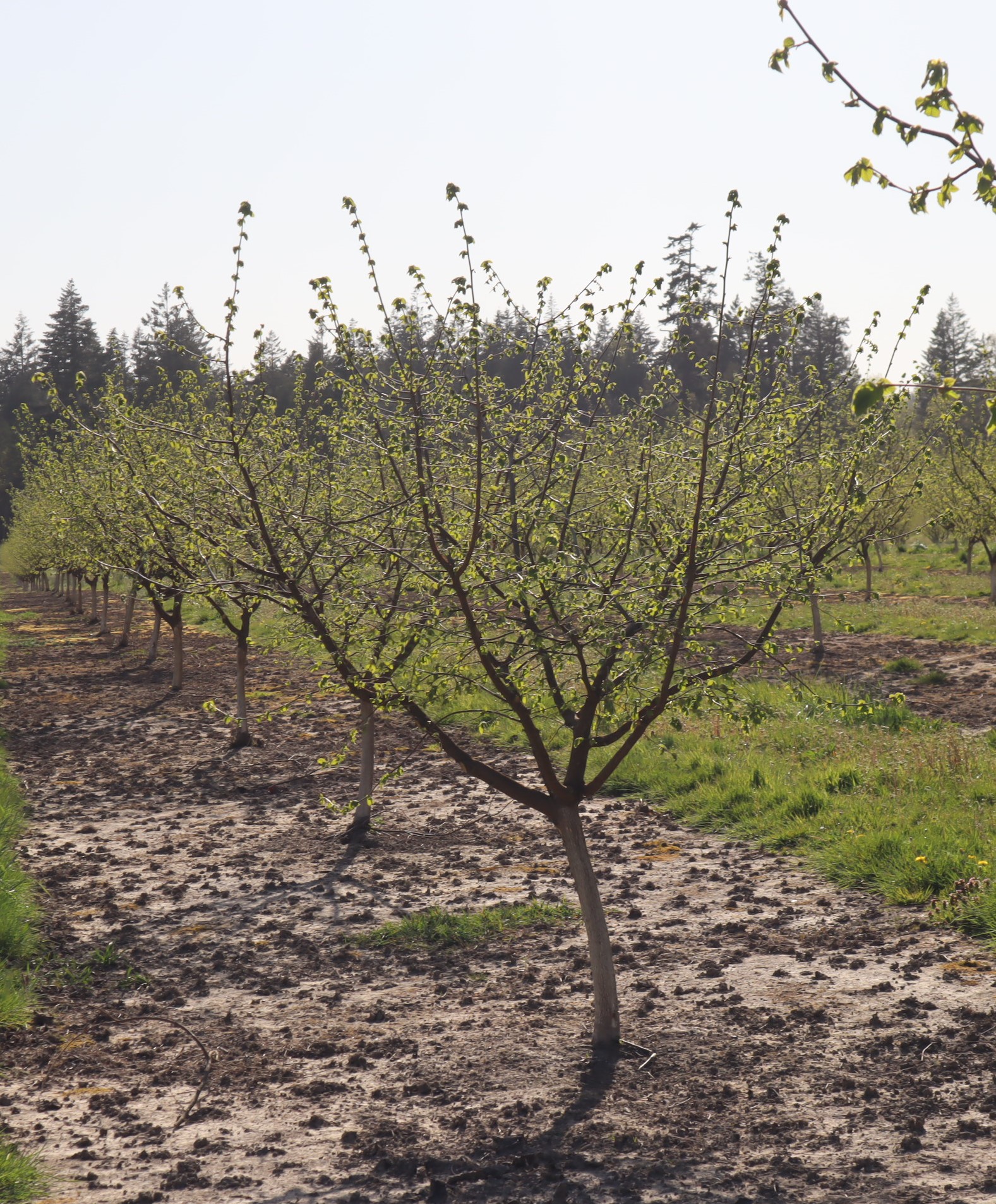 McDonald is a recently released hazelnut variety with a higher kernel percentage.