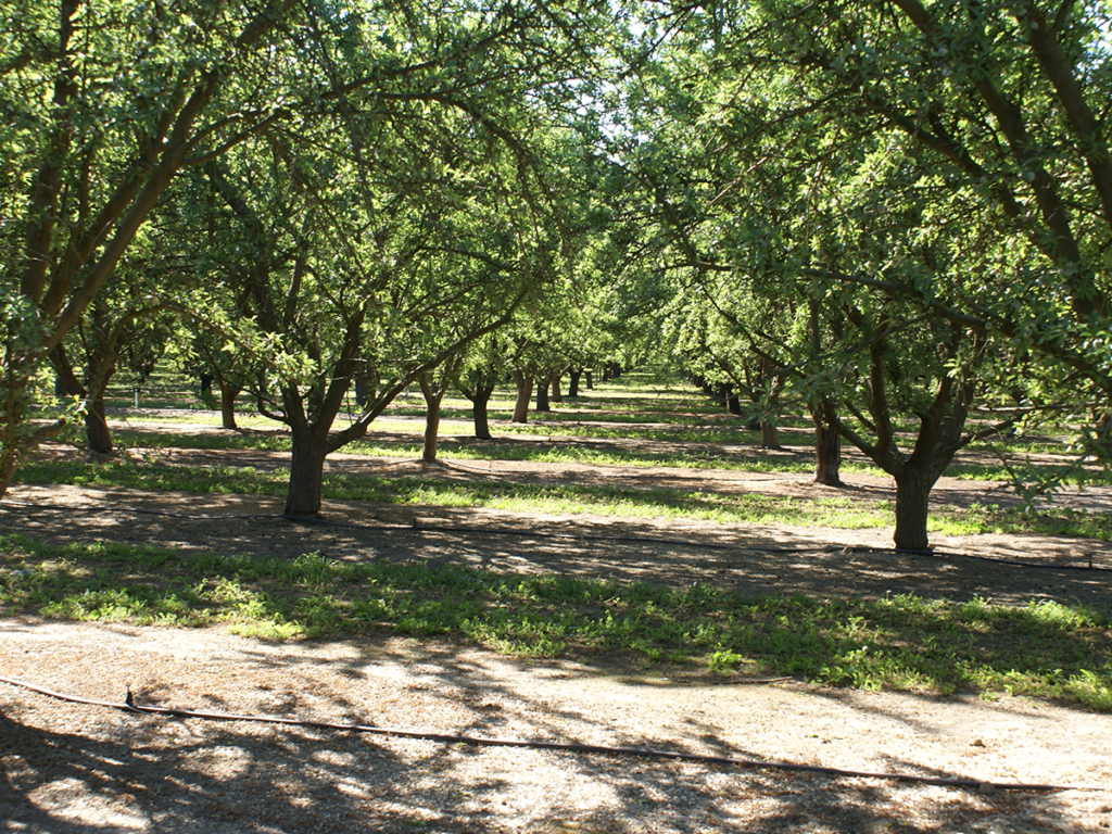 USDANASS’s California Almond subjective crop forecast predicted an