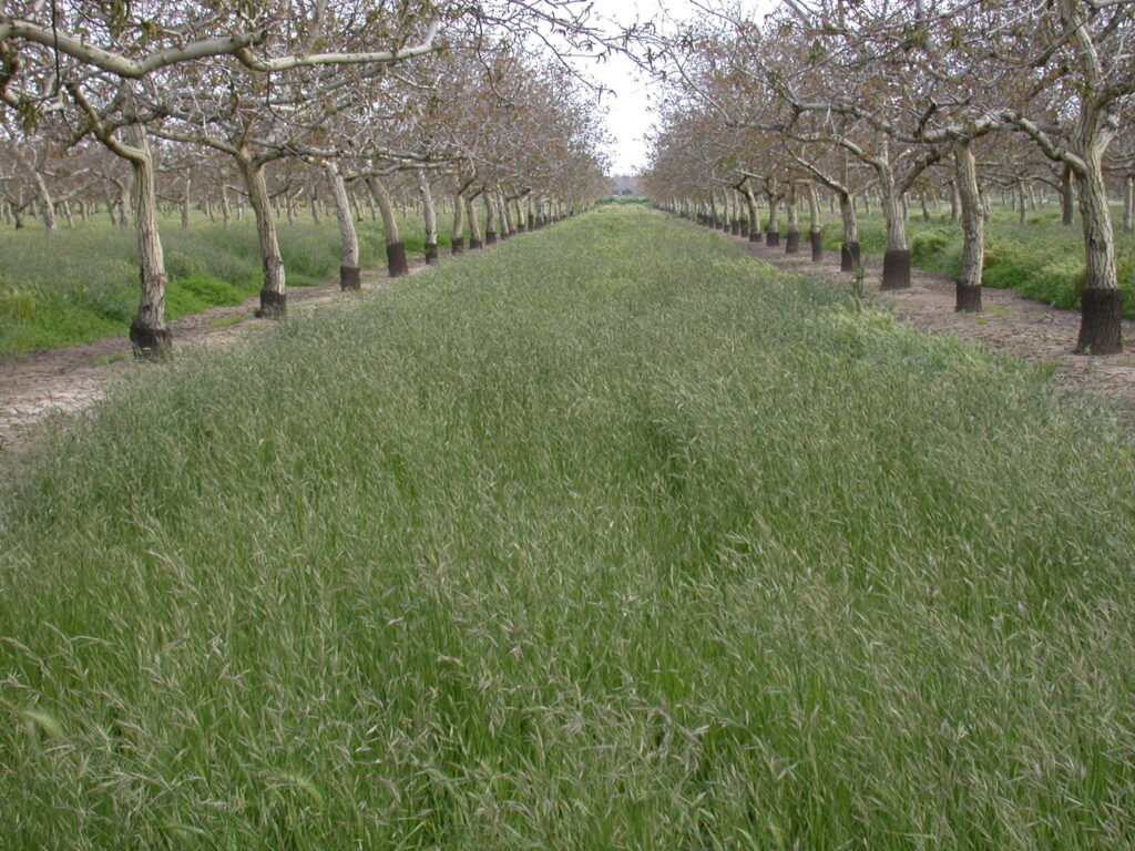 This annual reseeding brome cover crop in a Sacramento Valley walnut
