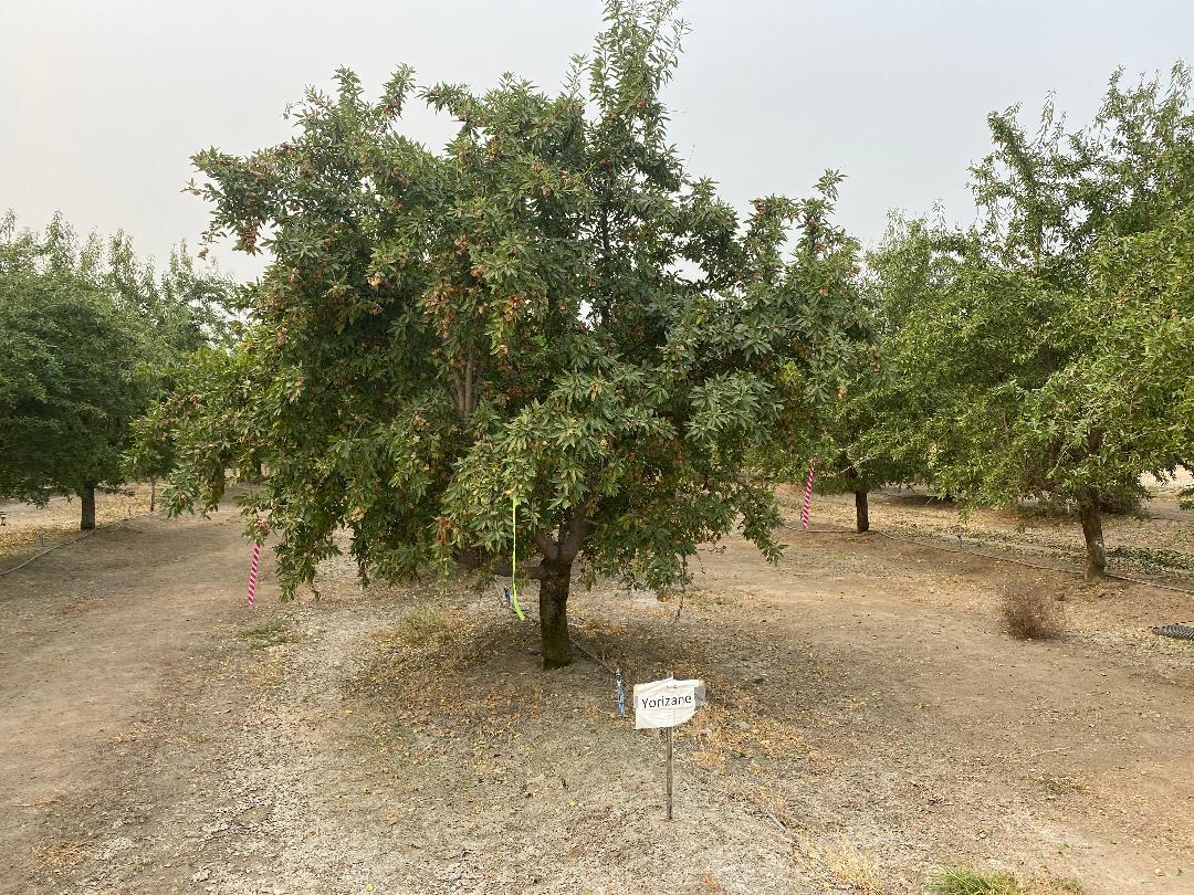 Almond Varieties Show Promise in Ongoing Regional Testing