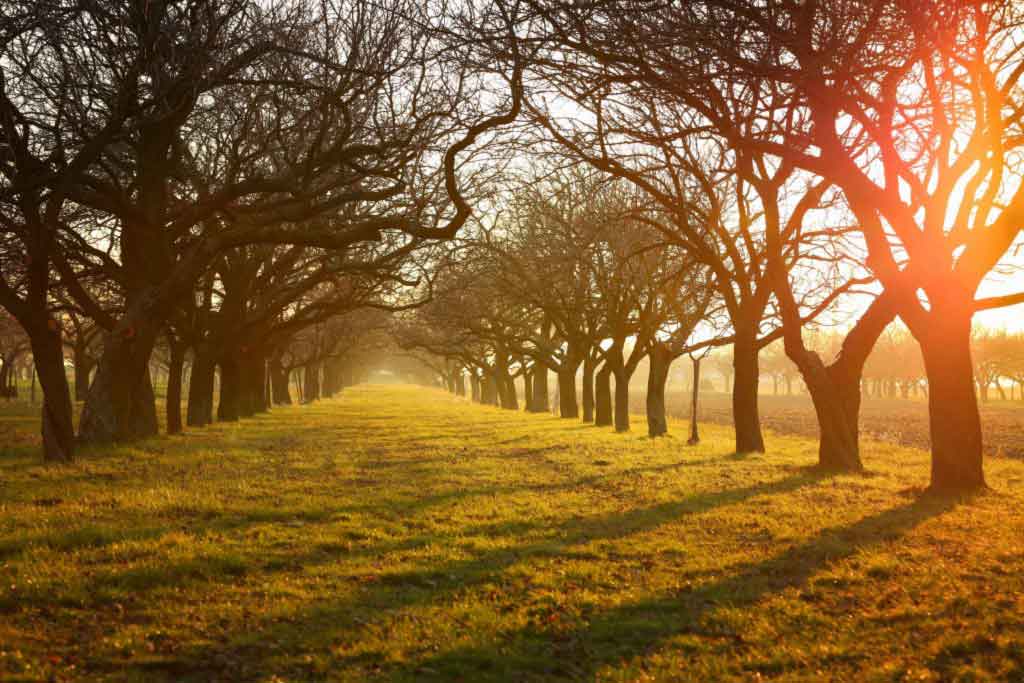 Sym-Agro Inc. and Biofungitek SL Announce USA Distribution Agreement for BEREZI® Fungicide