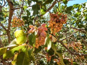 Nutrient Management of Zinc in Pistachios by Sabrina Hill