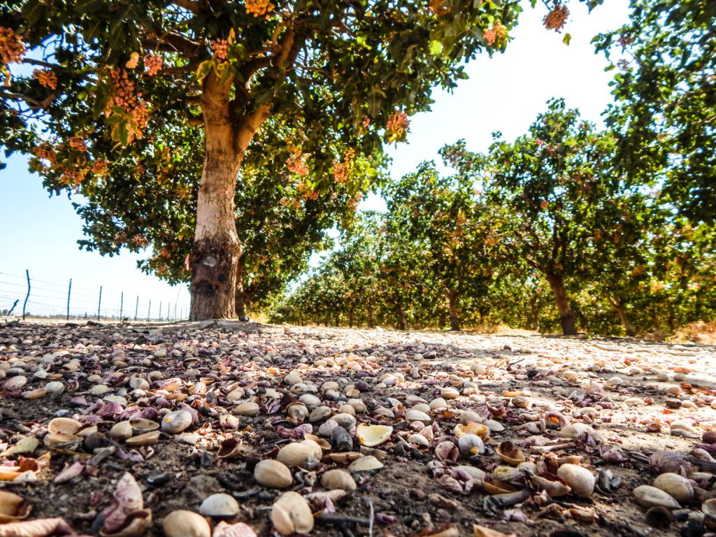 Nutrient Management of Zinc in Pistachios