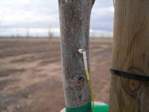 Phytogram sensor in a young pecan tree in a new orchard.