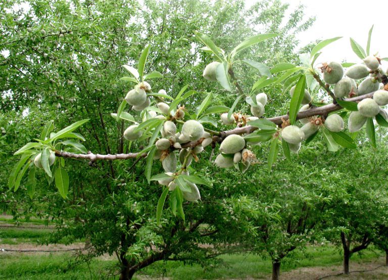 Almond Disease and Control