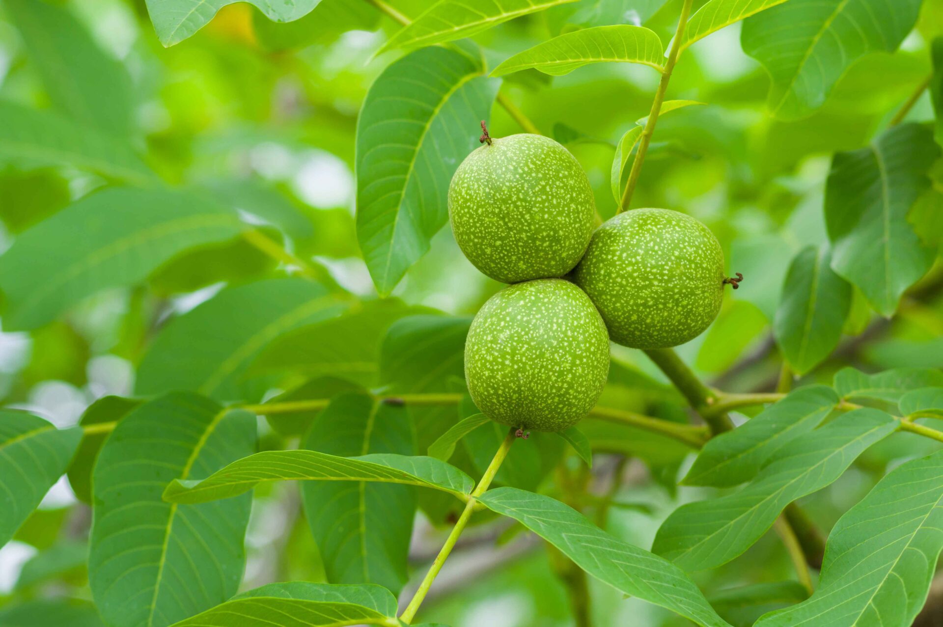 Key Points to Ethephon Use in Walnuts