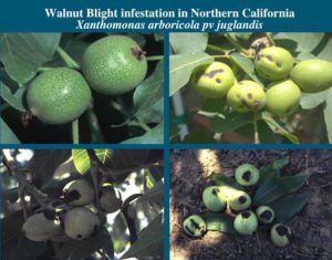 Blight Control in Walnuts 