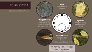 a chart talking about the life cycle of the Aphid in pecans