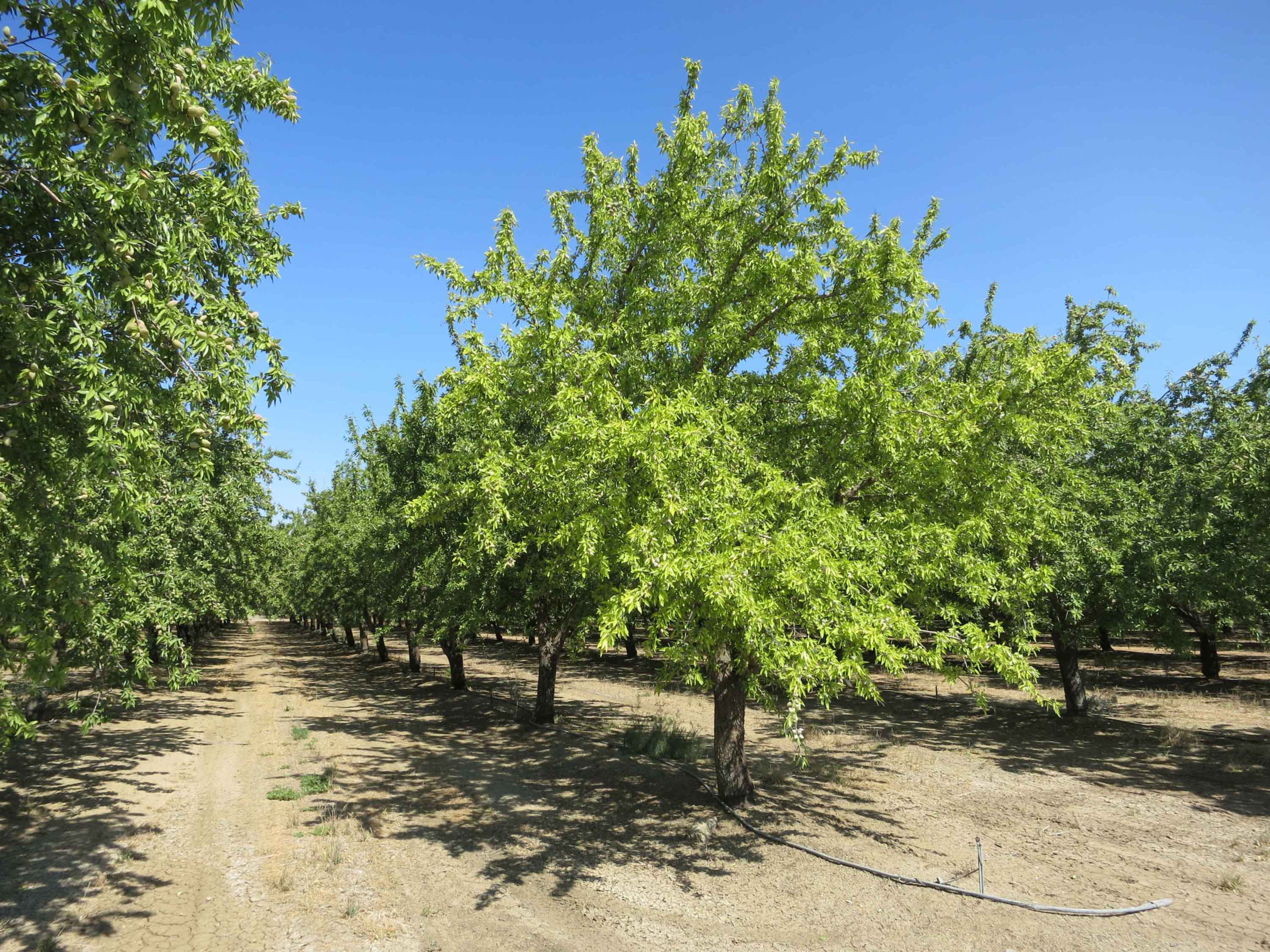 Distribution of Chlorosis in Almond Orchards