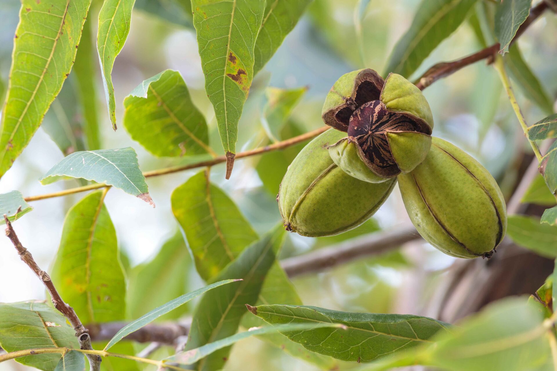 pecan aphids