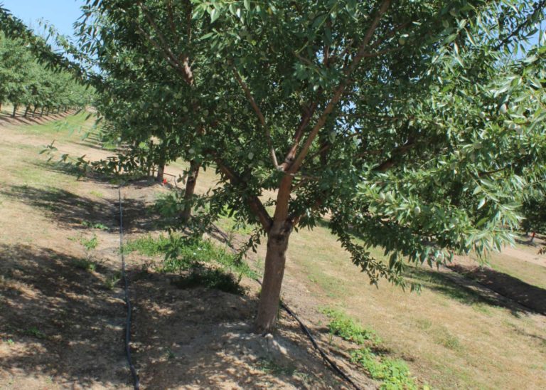 Managing and Controlling Canker Diseases in Almonds and Walnuts