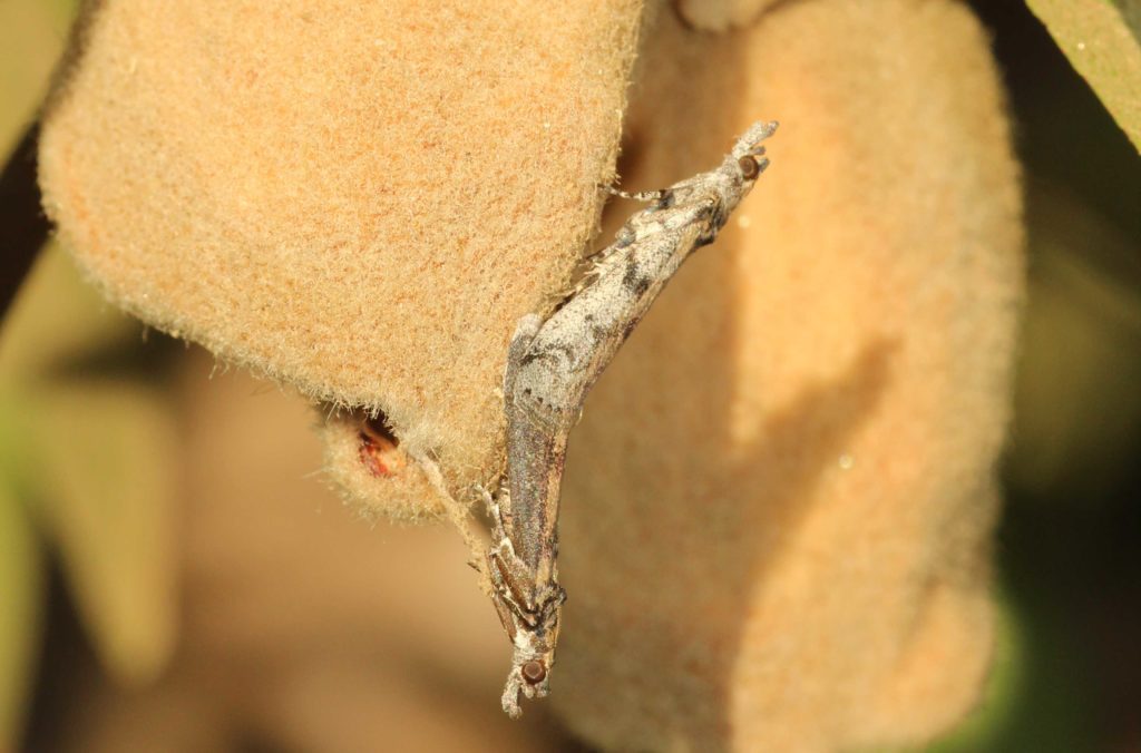 Mating Disruption: A Crucial Tool for Nut Growers