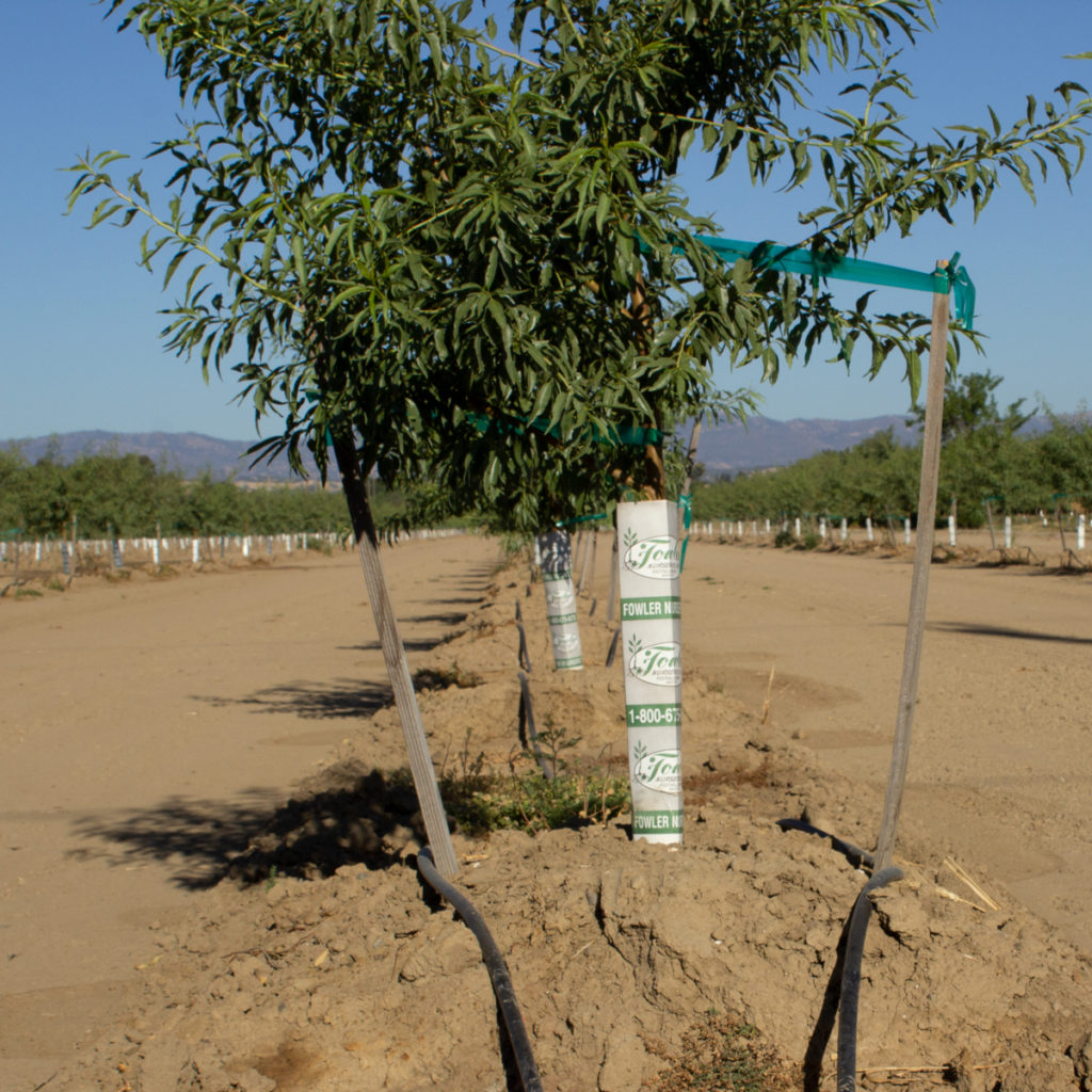 Almond Growers Urged to Use CASP