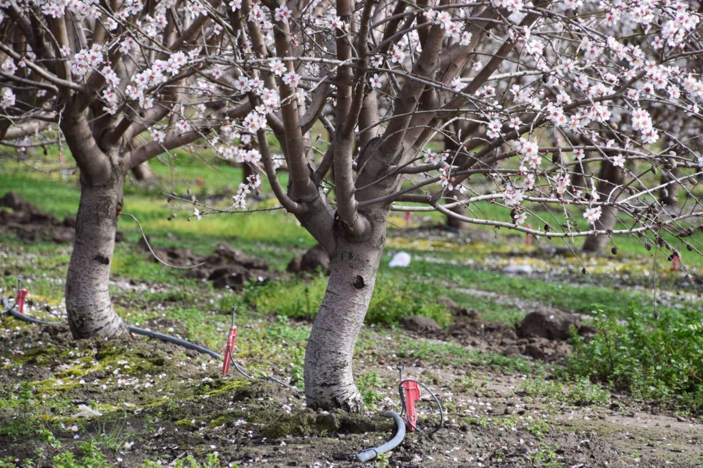 Almond Tree