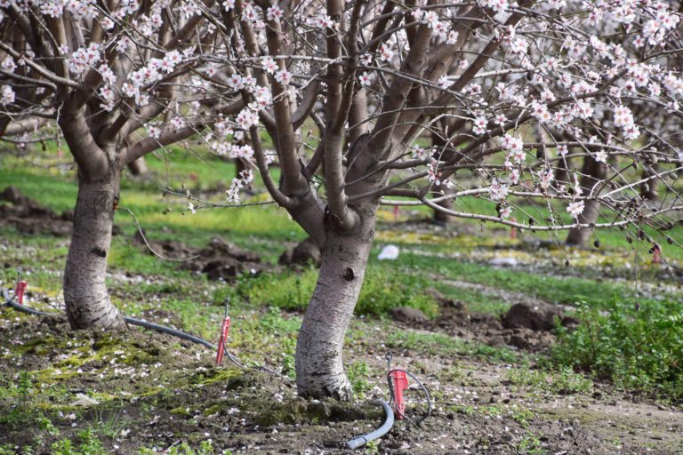 In spite of Weather Challenges, Almond Production Increases