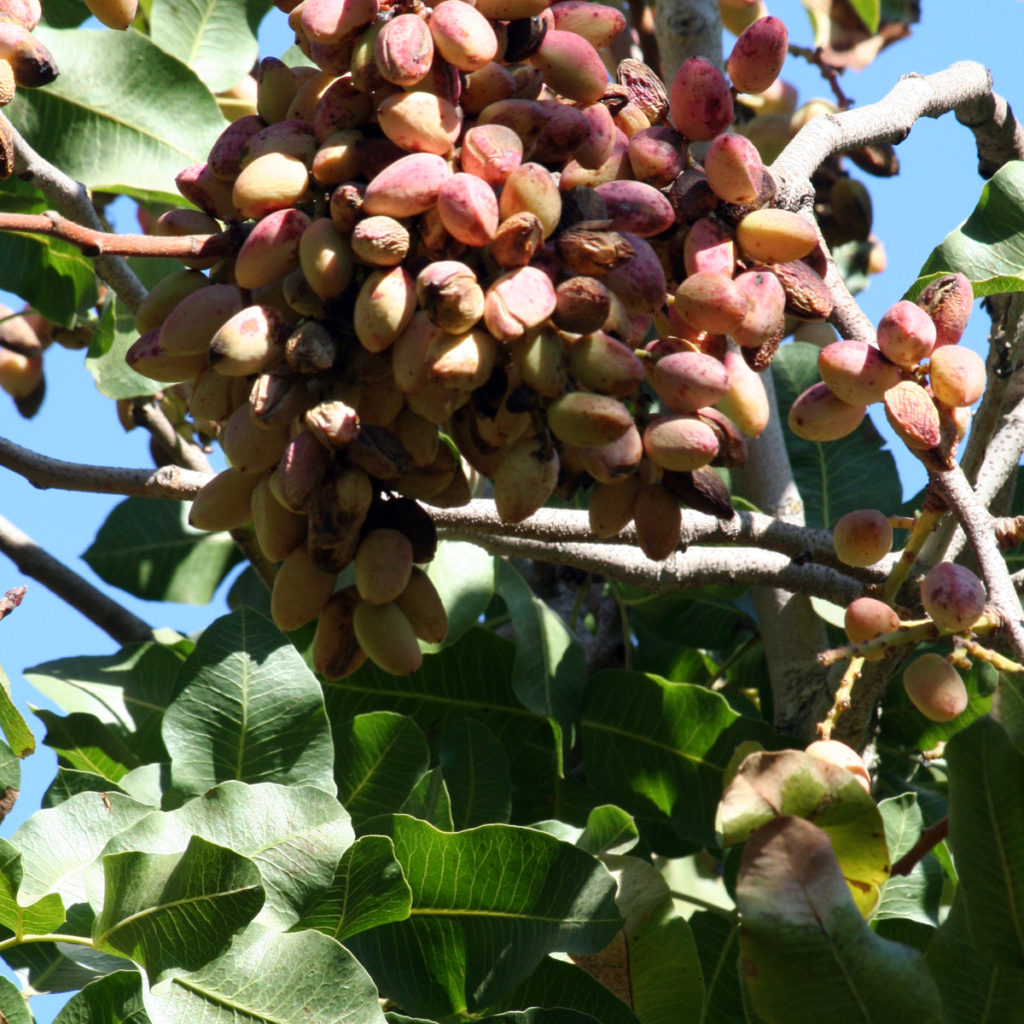 EU Tariff Spat Targets Nuts