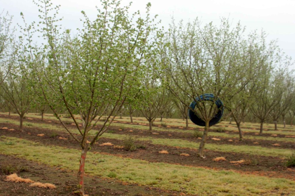 During the rainy season, Christensen Farms rolls up drip tubes and hangs them in the trees.