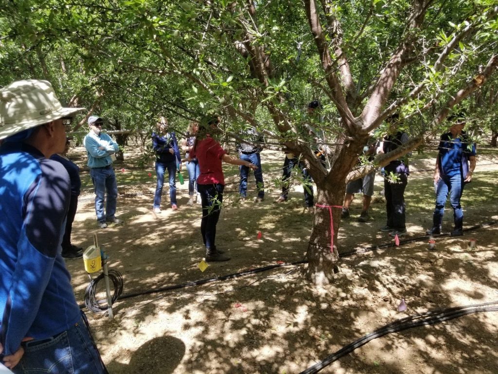 Irrigation by Variety in Almond Orchards