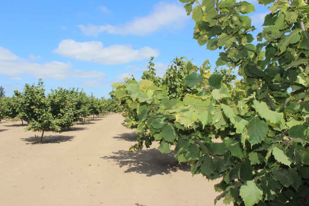 Hazelnut Orchard.