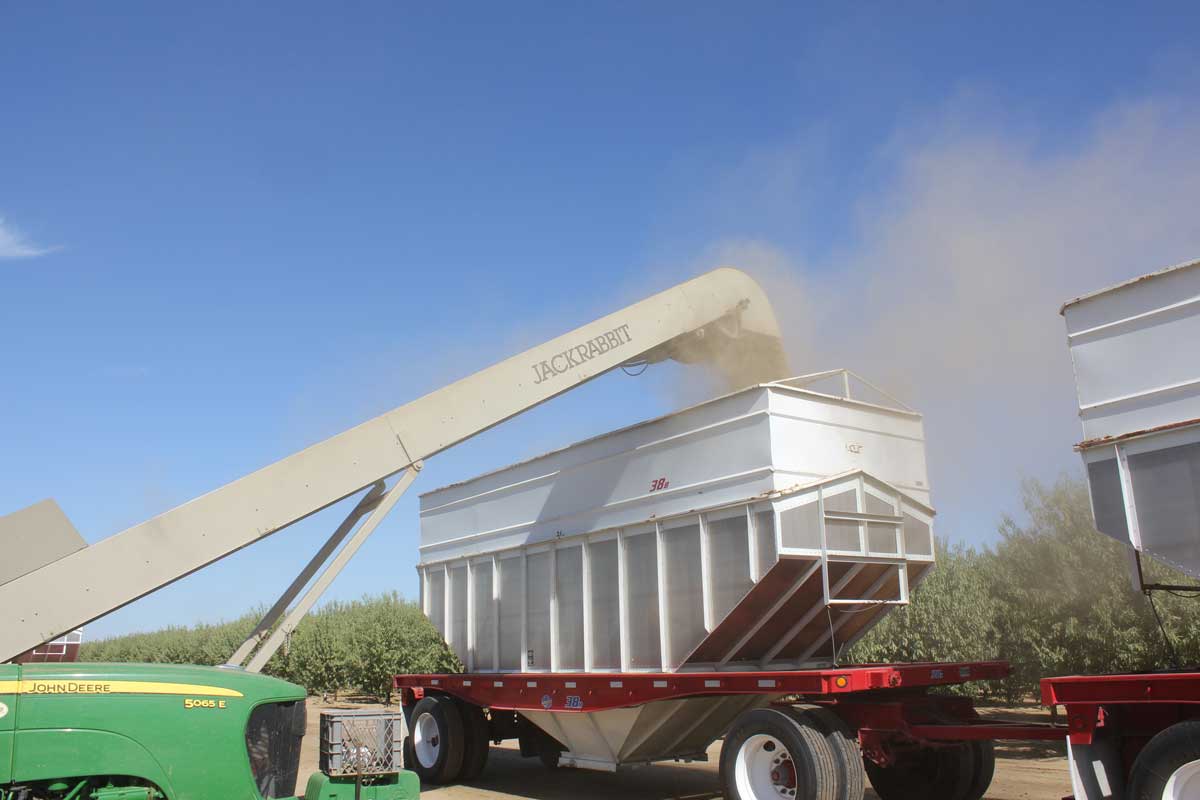 Almonds being loaded for transport