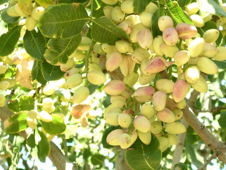 Getting the Most Out of a Golden Hills Pistachio Harvest