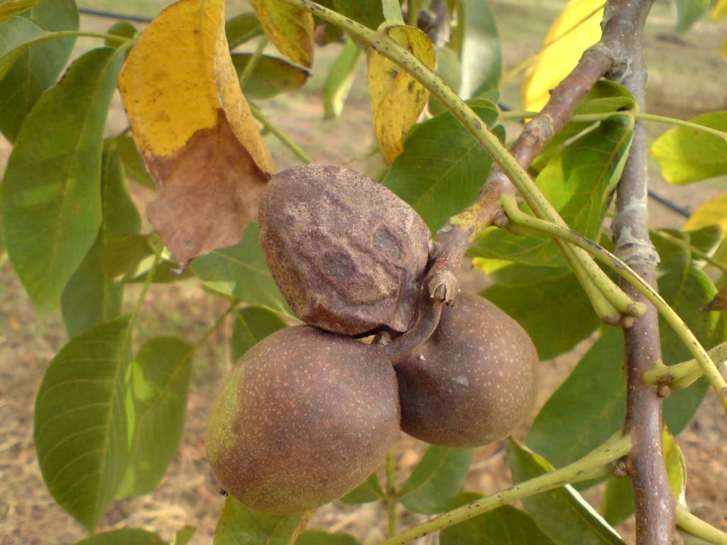 The Call of the Wild: Taming the Sleeping Dragon Bot of Walnut