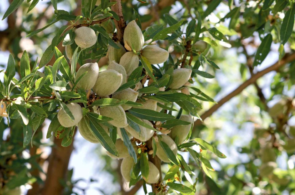 CSU Fresno Developing Tree Nut Hulling/Processing Course for Students