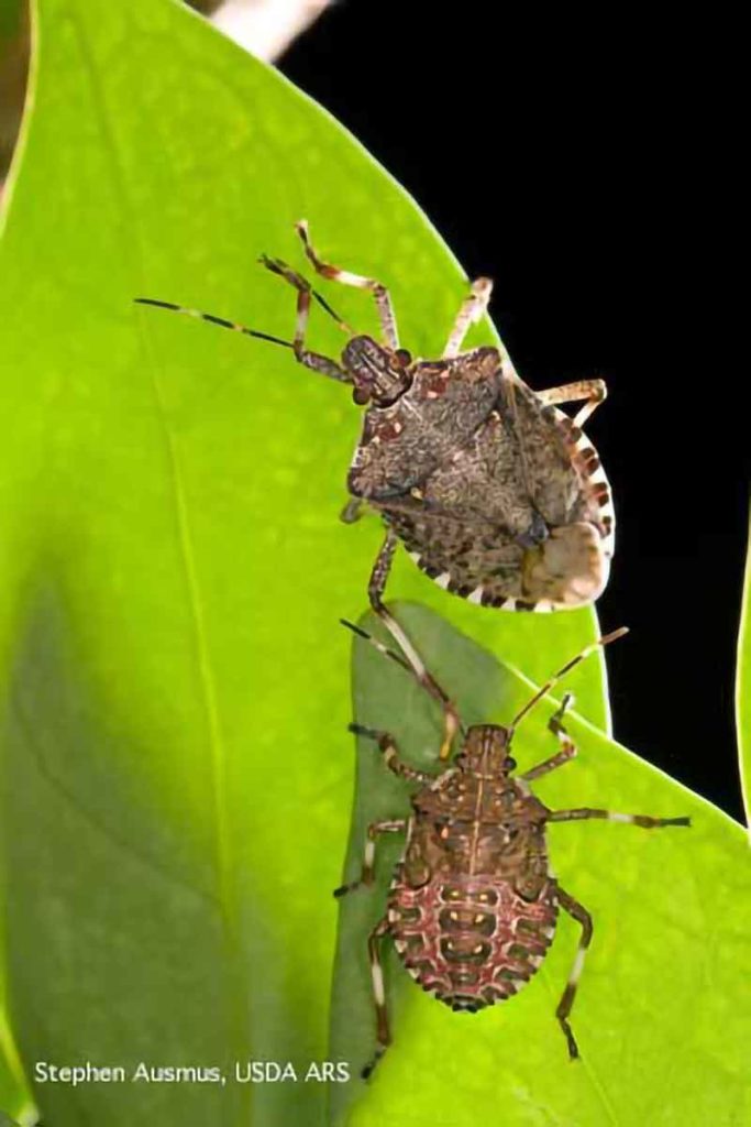 Stink Bug Territory Expanding