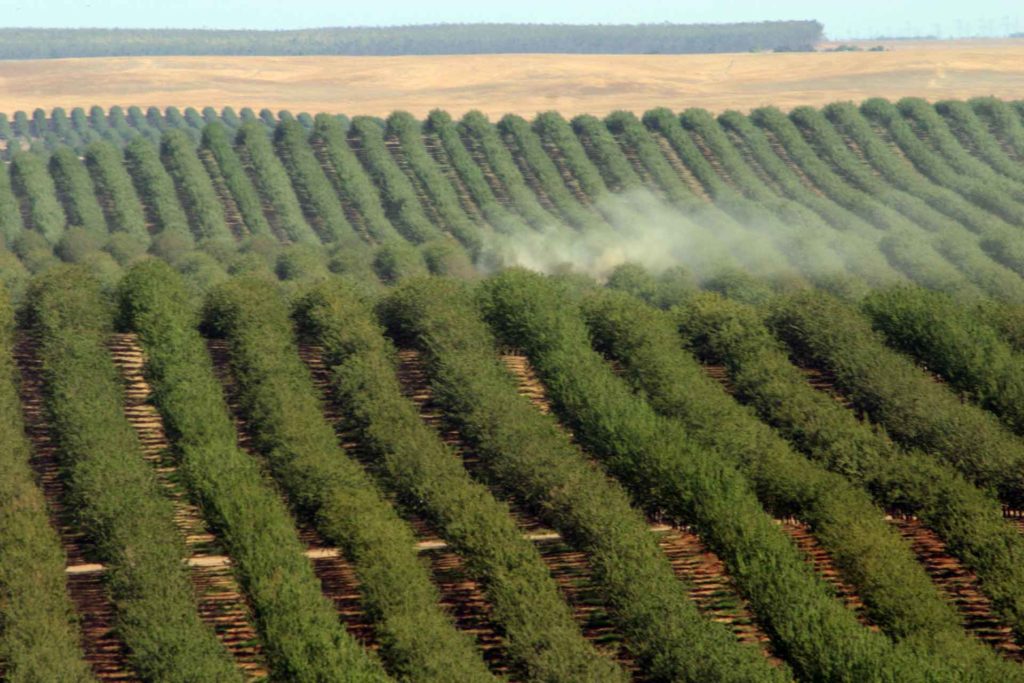 Postharvest Irrigation for Almonds Critical to Crop Yields