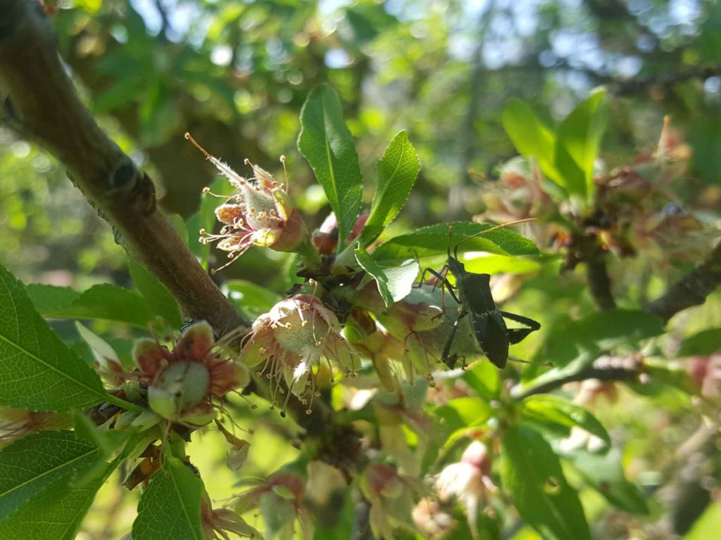 LFB in Control for Almonds and Pistachios