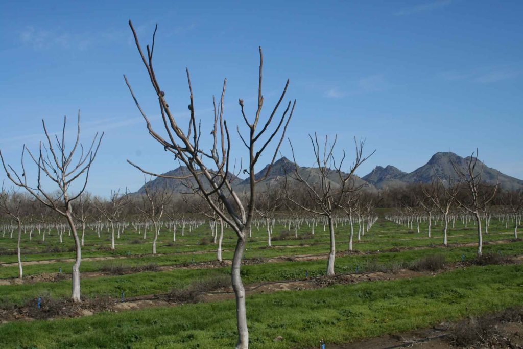 Late Walnuts a Challenge