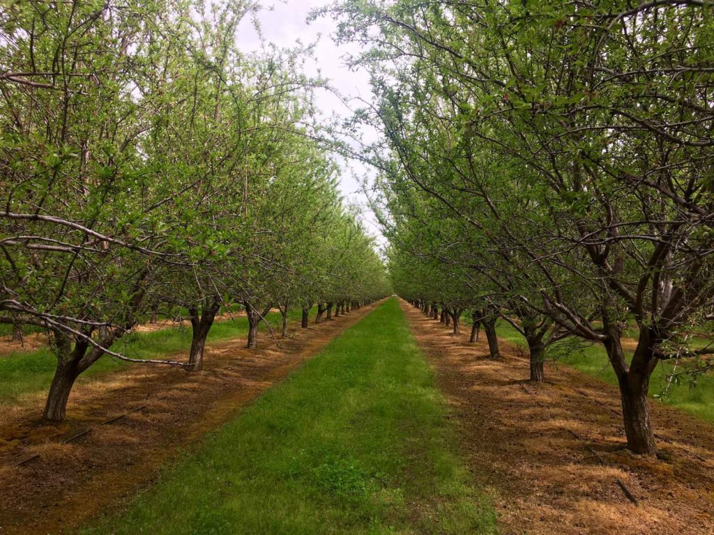 Mycorrhizal Fungi Have Benefits in Agriculture