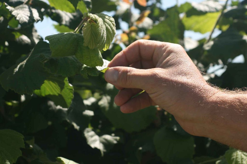 Fertilizing Important Points to Consider when Fertilization Hazelnuts