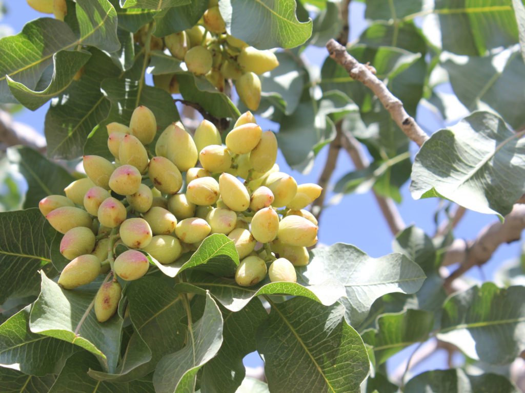 2019 ‘Off’ Year Pistachio Crop Looks Above Average