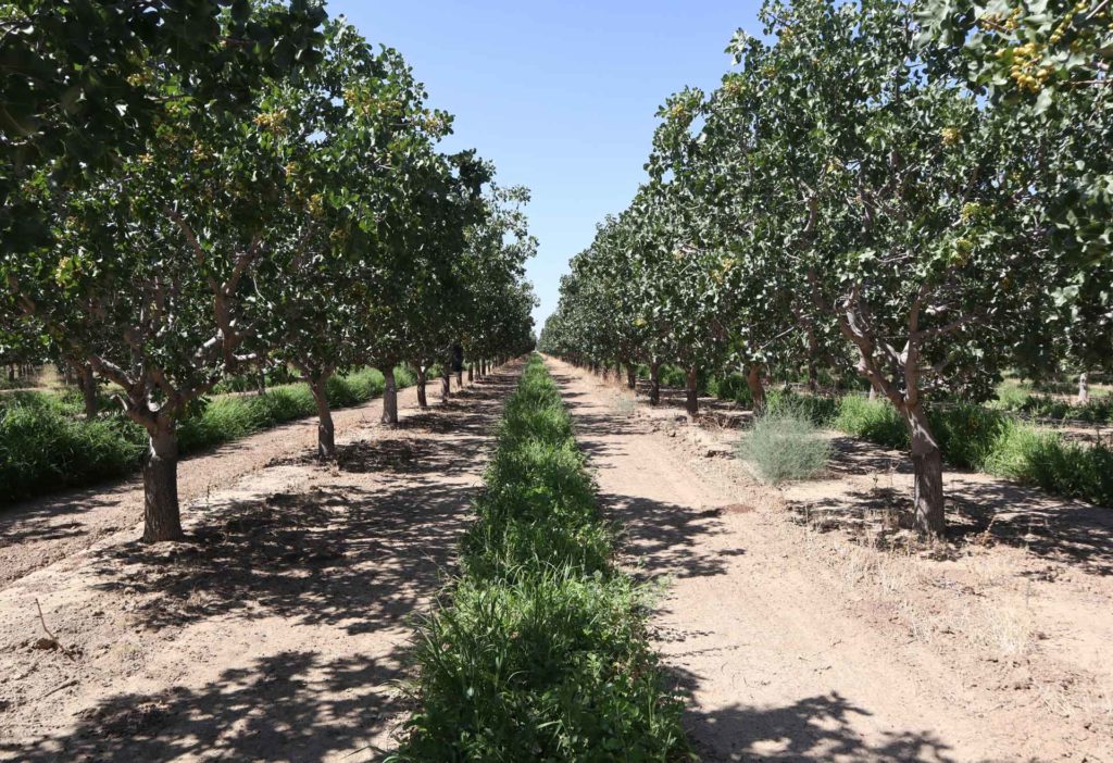 Summer Trap Crop Evaluations