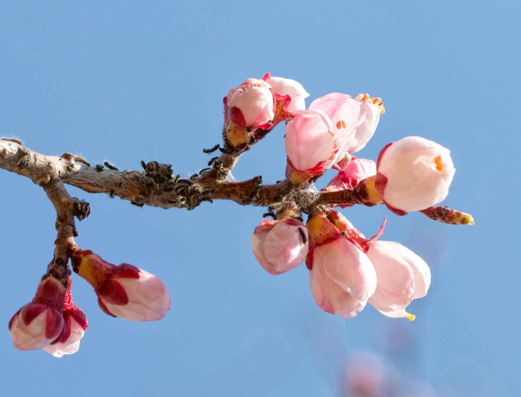 Almond Post-Harvest Irrigation