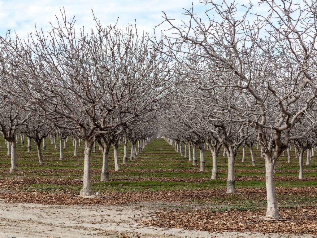 Preparing Walnut Trees for Winter