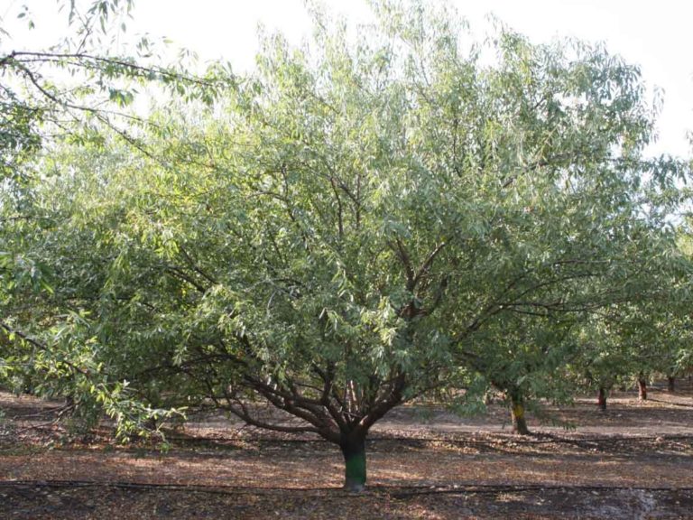 How Much Pruning is Necessary in Mature Almonds?