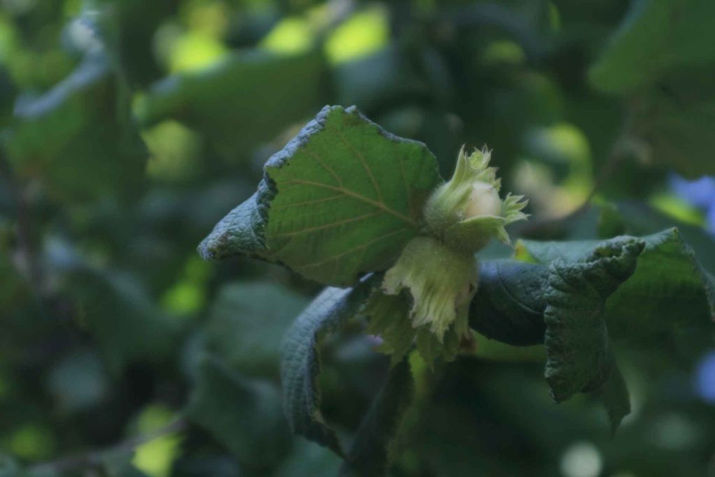 NGS Hazelnut Summer Tour 2019