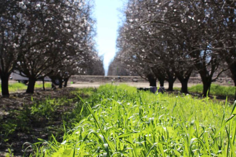 Cover Cropping in Almonds Exploring Benefits and Tradeoffs