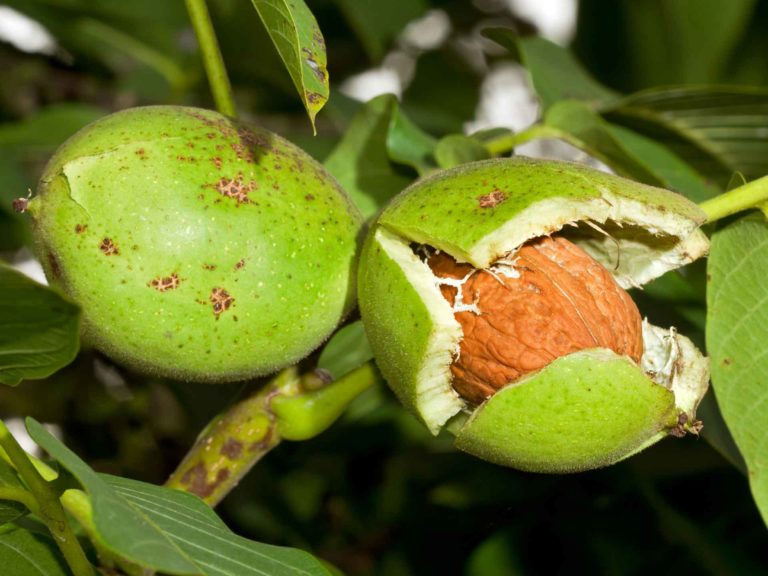 Walnut Pest Management: Navel Orangeworm and Codling Moth