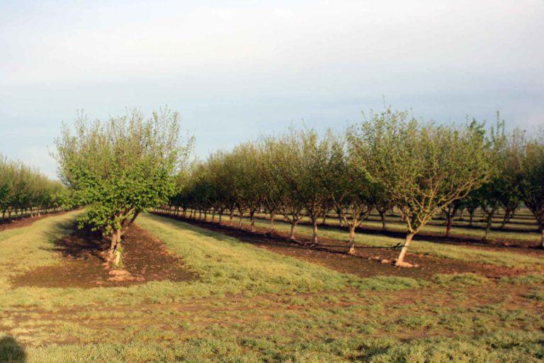 Preventing Soil Erosion in Young Hazelnut Orchards