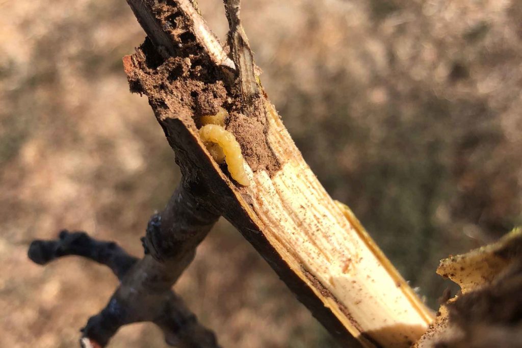 Walnut Pest Management: Walnut Husk Fly & Pacific Flatheaded Borer