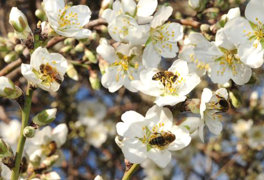 Honey bees, Small but Impactful